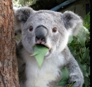 Kowala bear
